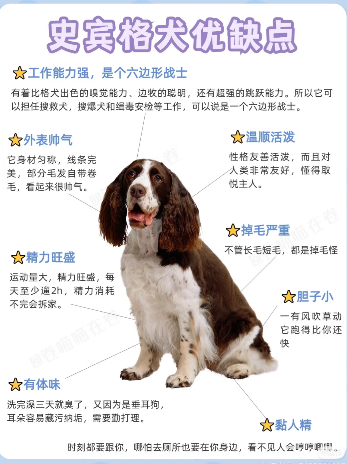 气质狗，听话，不淘气，聪明，帅气，不拆家